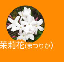 茉莉花（まつりか）