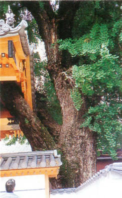 明福寺