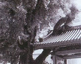 安楽寺